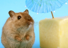 女性啮齿动物食物夏天伞下放松