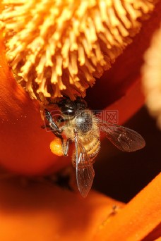 野生蜂蜜蜂（S）9