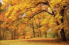 秋季风景唯美秋季枫树风景图片
