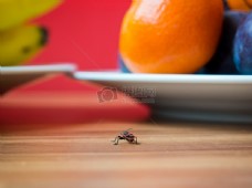 N水果bug
