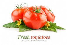 绿色蔬菜带水珠的西红柿图片