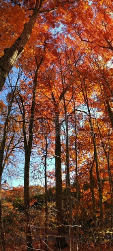 树木，叶子，秋天，橙色，蓝色，天空，全景，垂直，全景