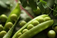 绿色蔬菜豌豆特写图片