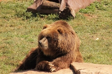 大棕熊
