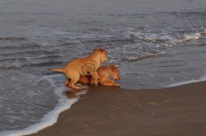沙滩上的狗夫妇
