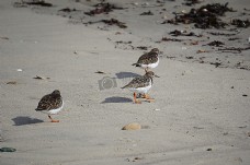 自然野生动物鸟类动物沙鸻动物野生动物野生鸟类海