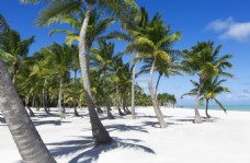 海边风景美丽的海边椰子树风景图片