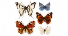 高清蝴蝶标本写生矢量设计素材