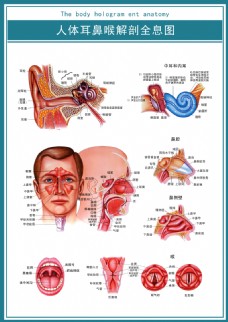 医学解剖医学展板人体耳鼻喉解剖全息图超清psd图